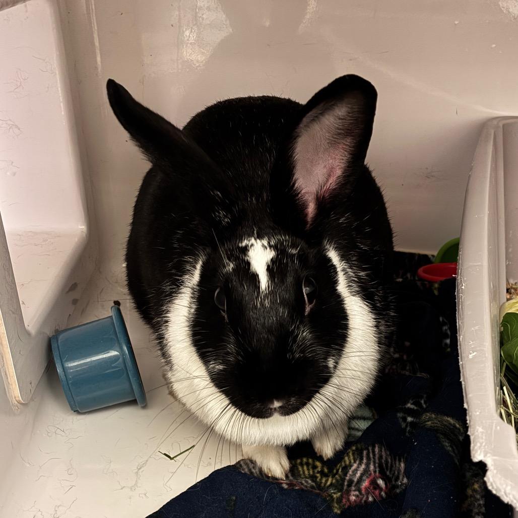 Enlarge Kuro, a Adoptable Dutch in Dayton, OH image 1/2