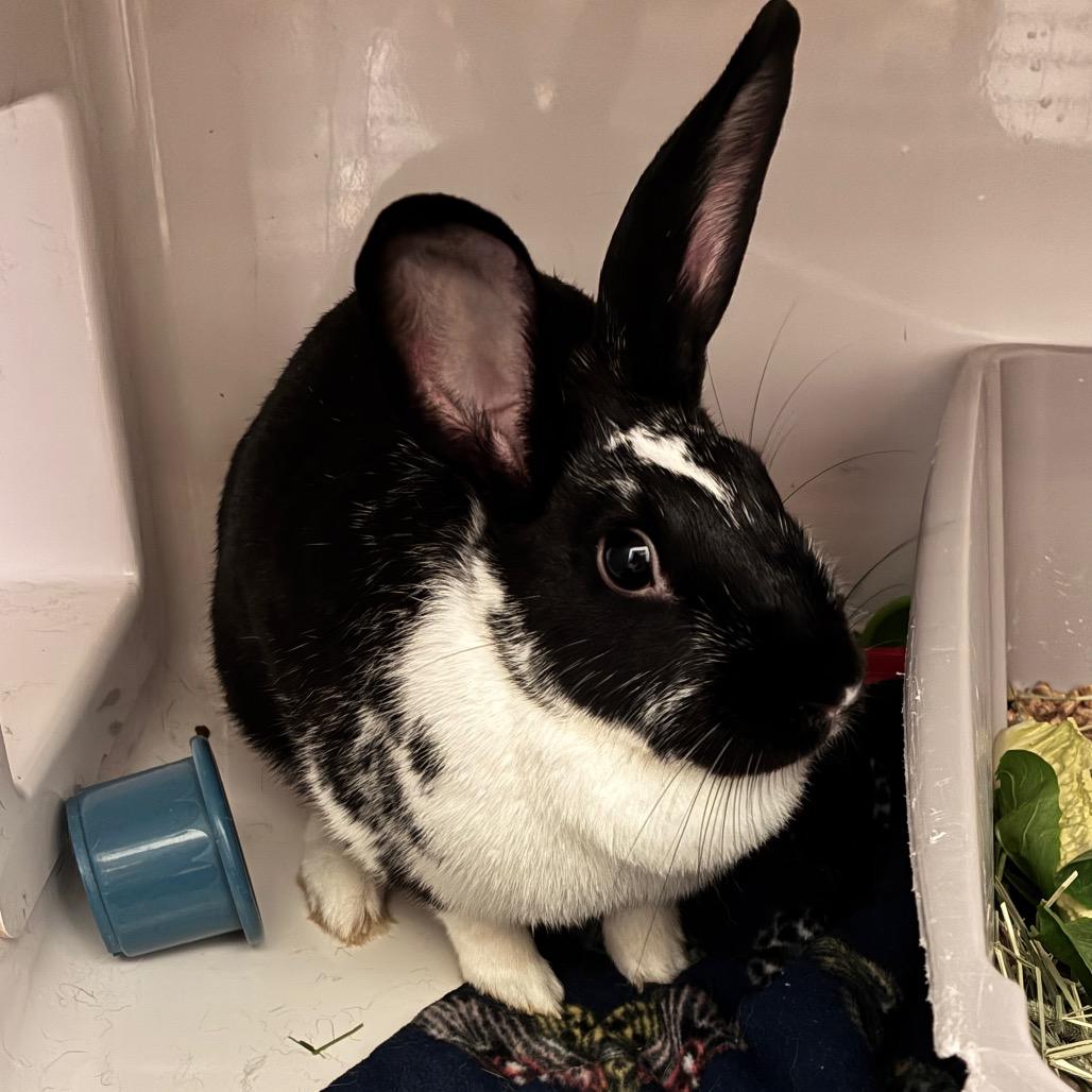Enlarge Kuro, a Adoptable Dutch in Dayton, OH image 2/2