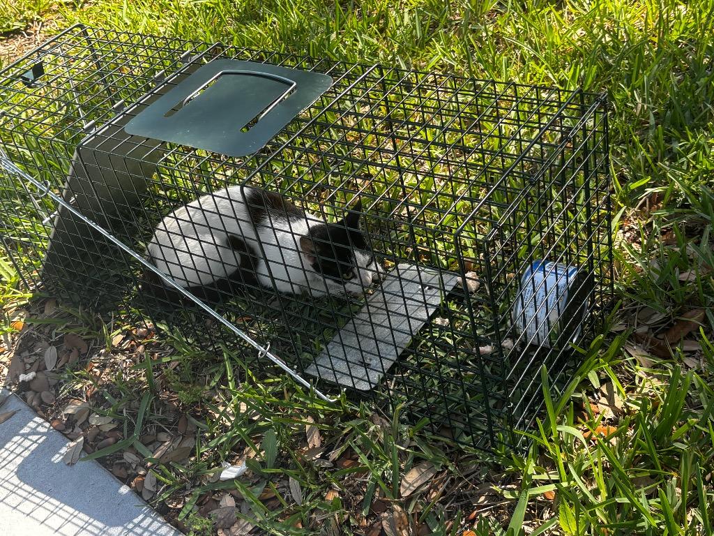 Rosie, a Adoptable American Shorthair in Rockport, TX image 2/2