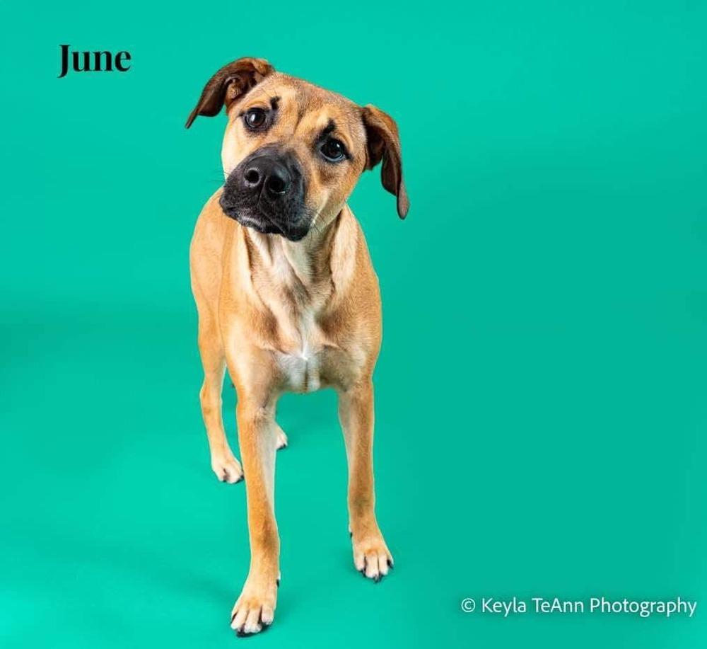 June, Adoptable, Puppy Female Mixed Breed.