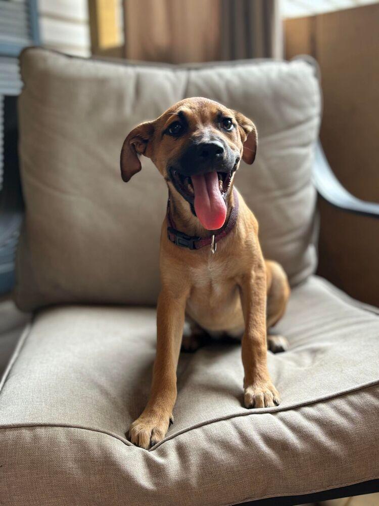 Enlarge June, a Adoptable mixed breed in Statesboro, GA image 2/3