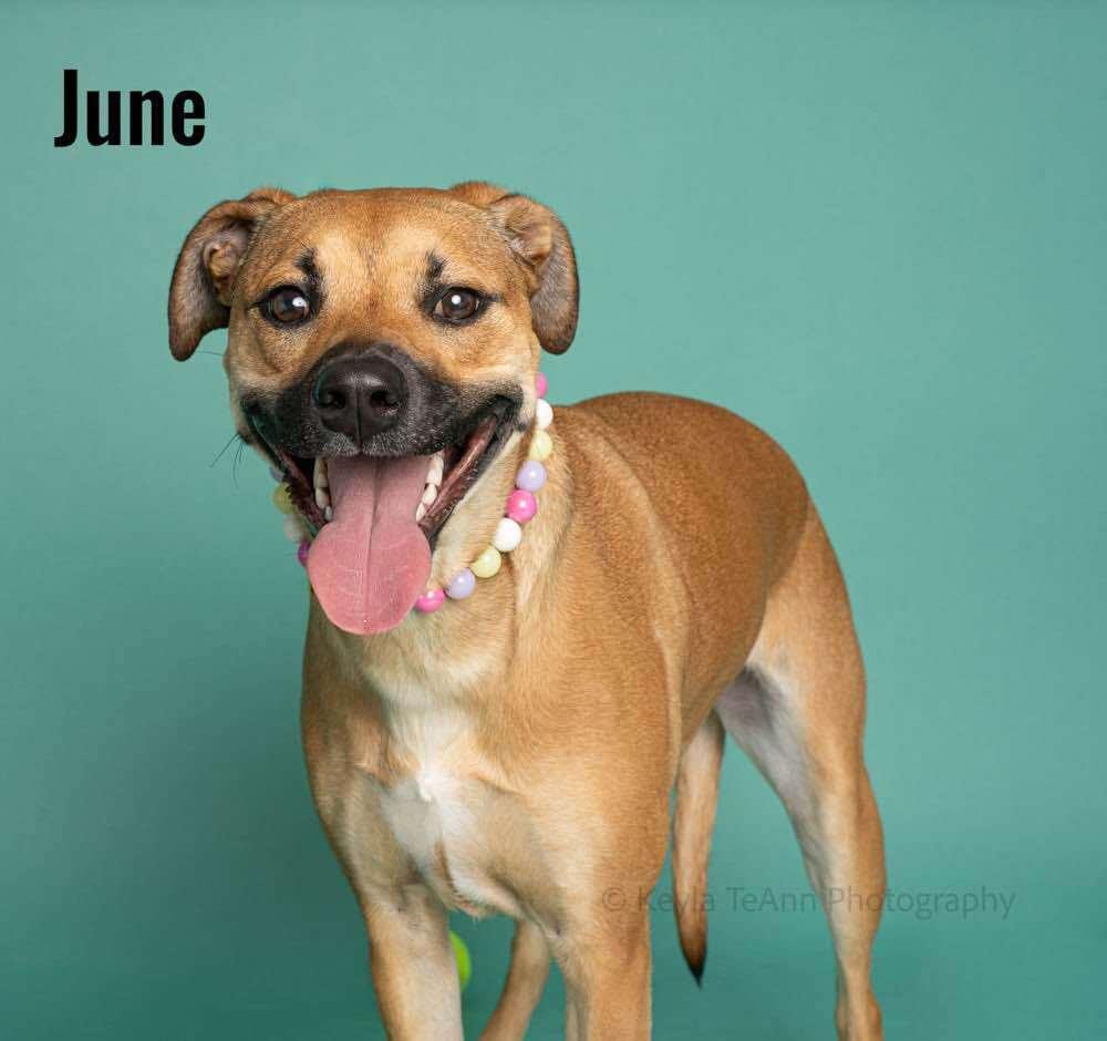 June, Adoptable, Puppy Female Mixed Breed.