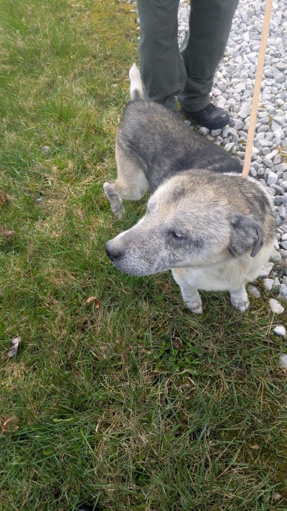 Mr. Prickles (Nuetered), a Adoptable German Shepherd Dog in Crossville, TN image 1/2