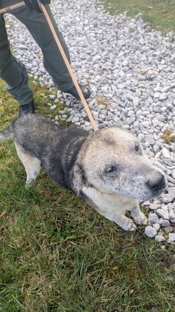 Mr. Prickles (Nuetered), a Adoptable German Shepherd Dog in Crossville, TN image 2/2