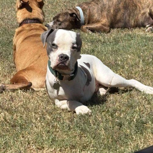Enlarge Edwin, a Adoptable American Bulldog in Austin, TX image 1/5