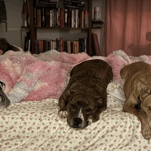 Enlarge Edwin, a Adoptable American Bulldog in Austin, TX image 2/5