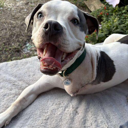 Enlarge Edwin, a Adoptable American Bulldog in Austin, TX image 3/5