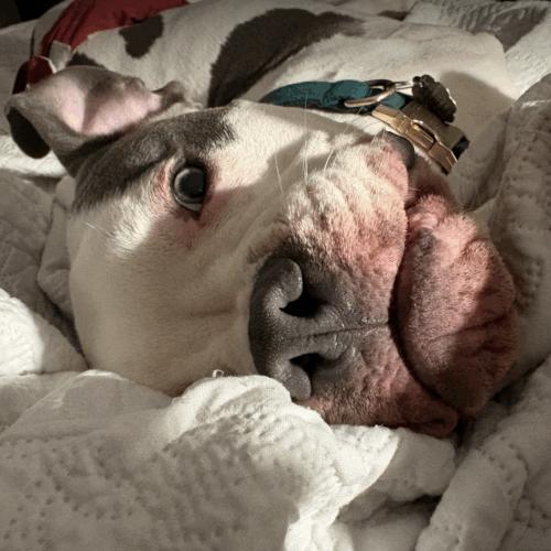 Enlarge Edwin, a Adoptable American Bulldog in Austin, TX image 5/5