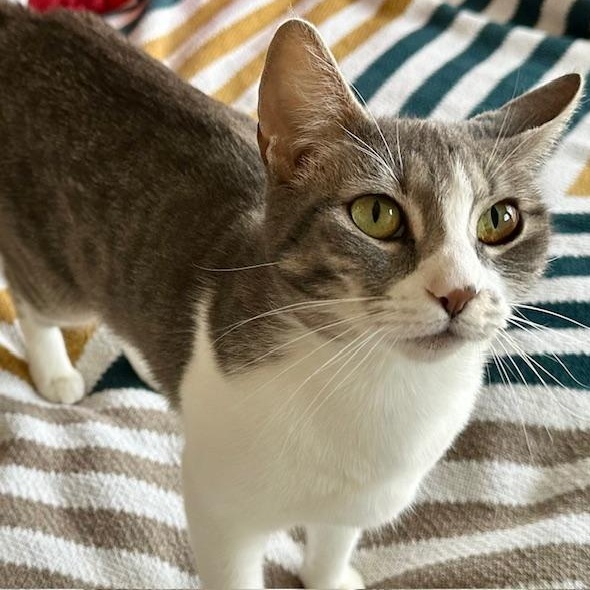 Enlarge Stella - FIV Positive with no Speical Needs, a Adoptable Domestic Short Hair in Portland, OR image 5/6