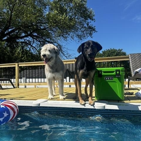 Duke (3) and Macy (3) BONDED PAIR, Adoptable, Adult Male Husky & Poodle.
