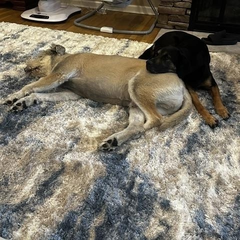 Enlarge Duke (3) and Macy (3) BONDED PAIR, a Adoptable mixed breed in Middletown, NJ image 5/5
