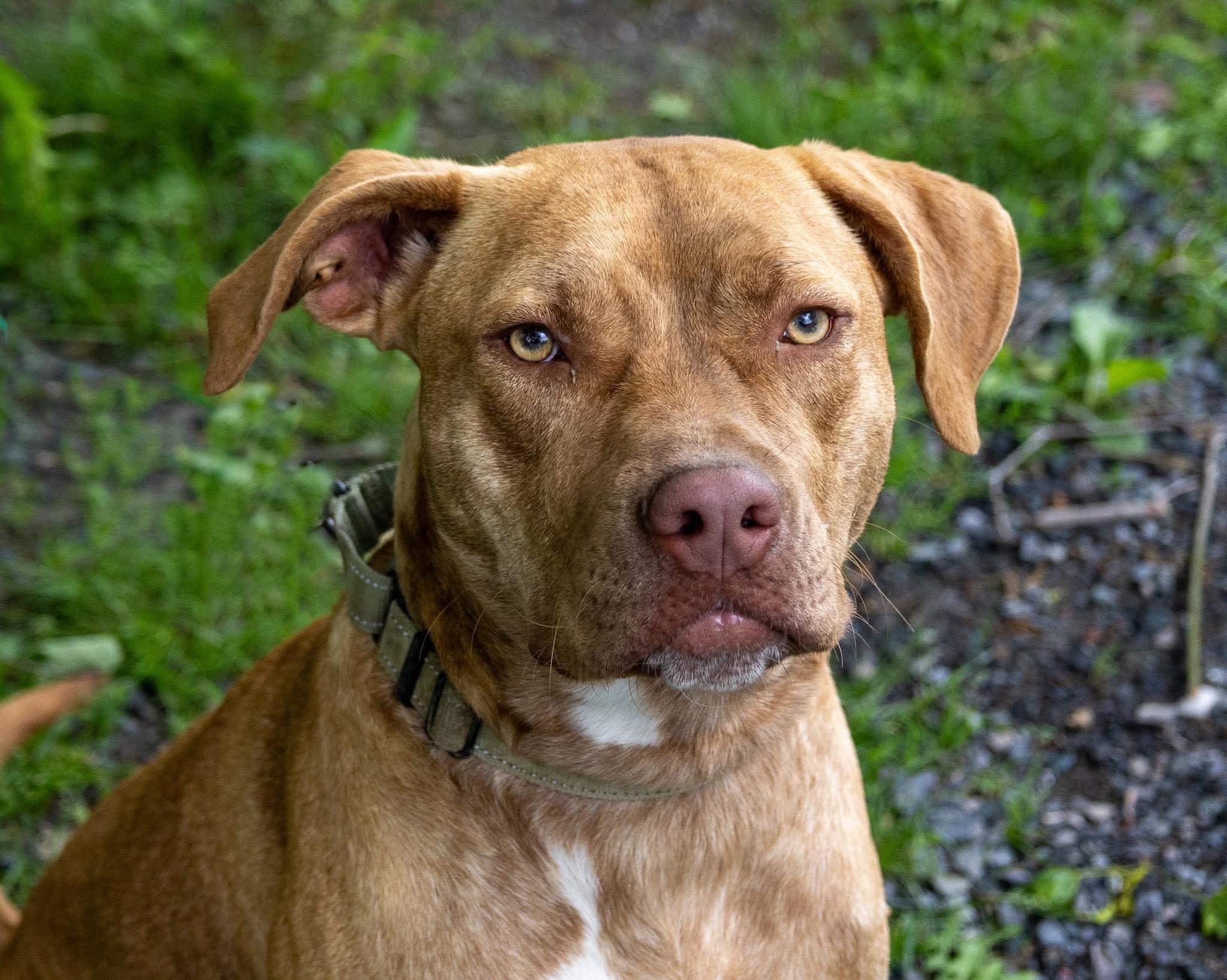 Weldon , a Adoptable Mixed Breed in Argyle, NY image 6/6