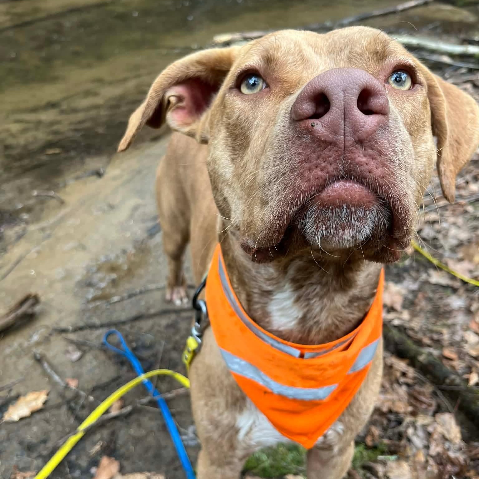 Weldon , a Adoptable Mixed Breed in Argyle, NY image 2/6