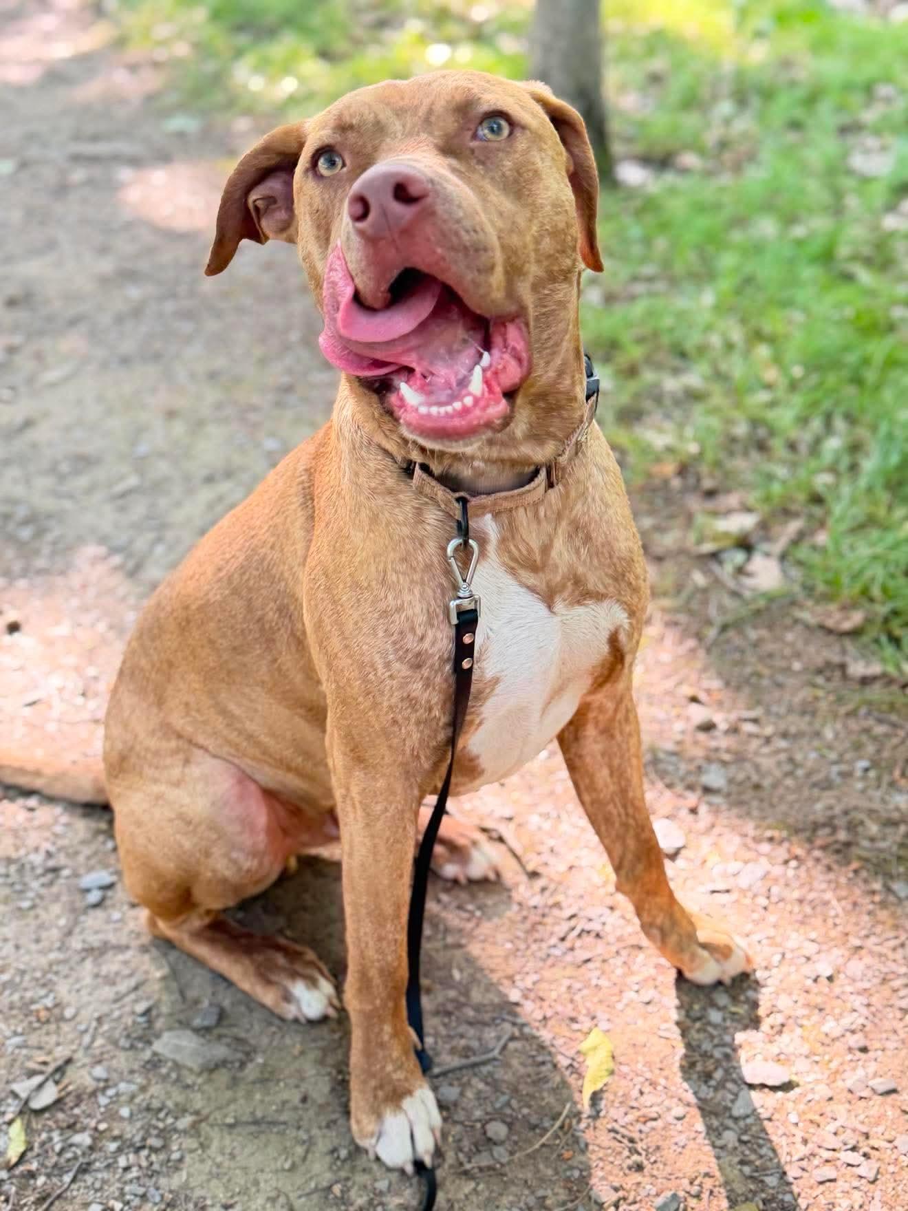Weldon , a Adoptable Mixed Breed in Argyle, NY image 6/6
