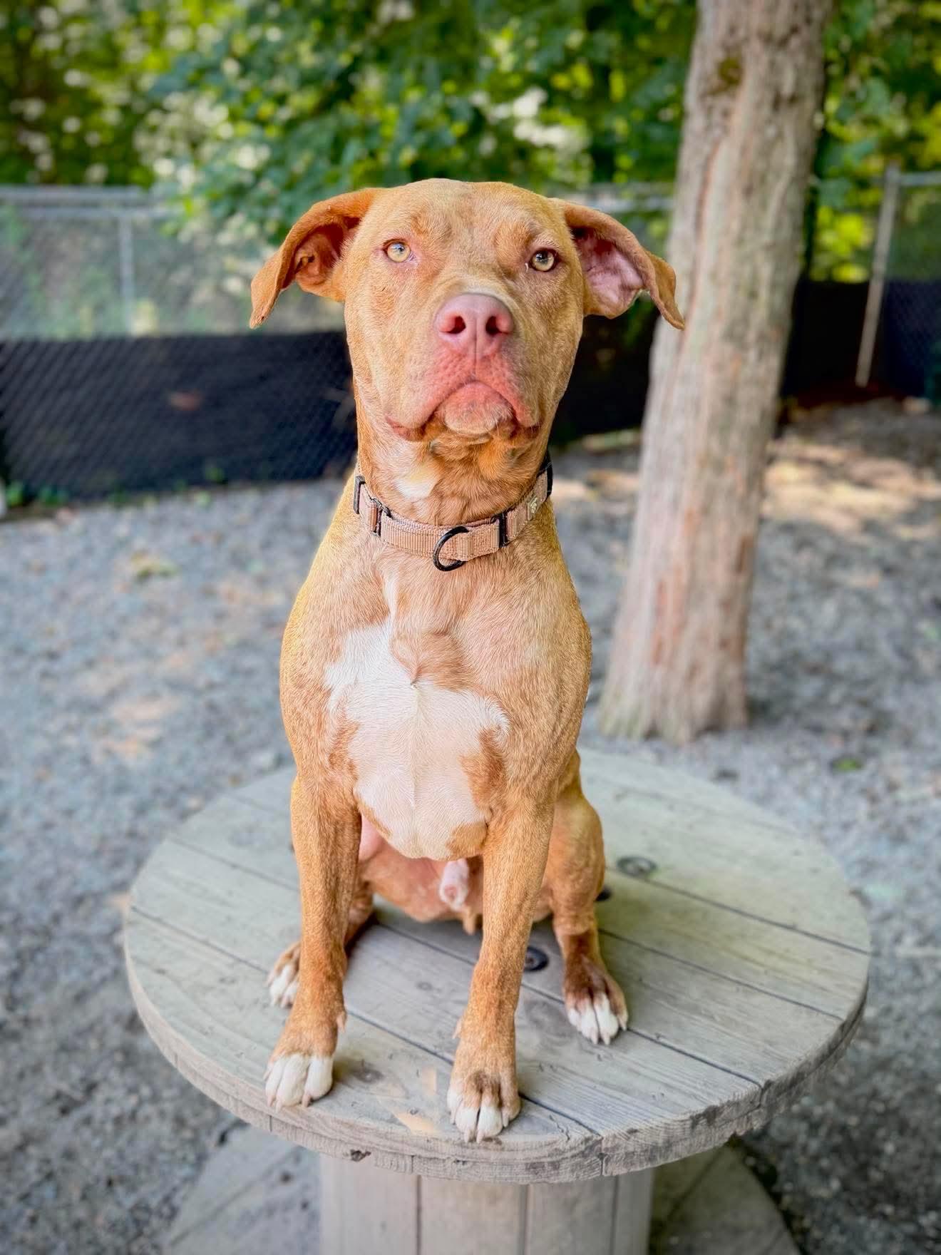 Weldon , a Adoptable Mixed Breed in Argyle, NY image 2/6