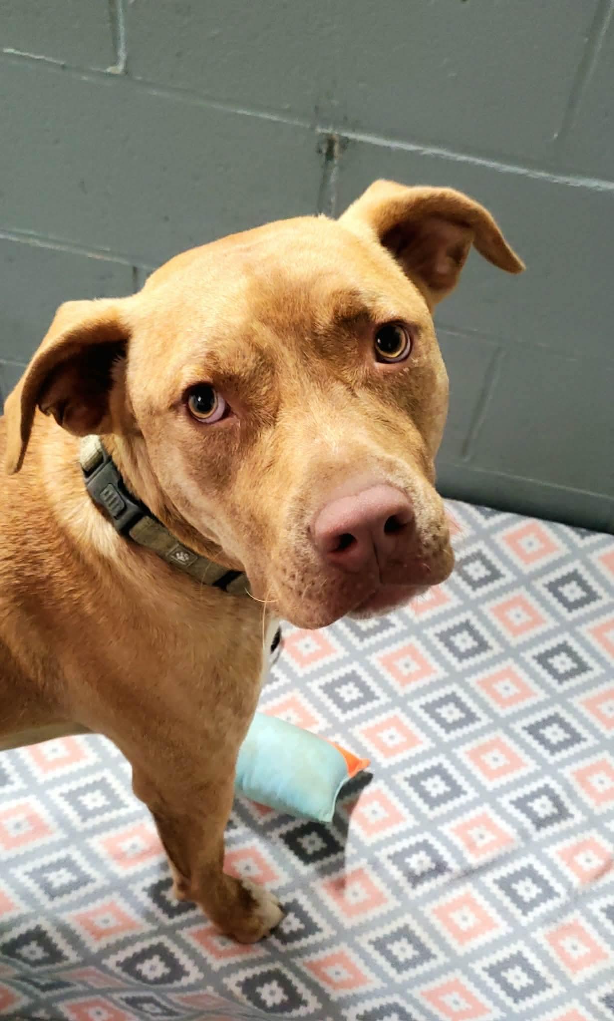 Weldon , a Adoptable Mixed Breed in Argyle, NY image 6/6