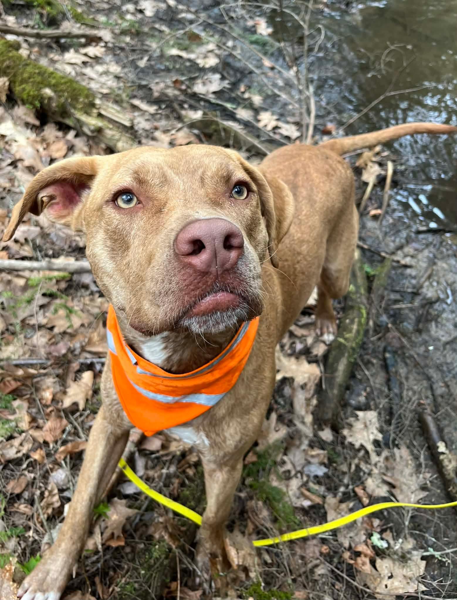Weldon , a Adoptable Mixed Breed in Argyle, NY image 4/6