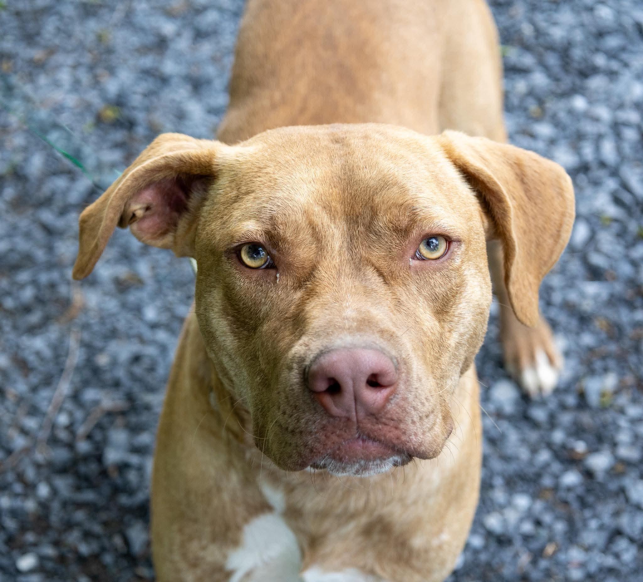 Weldon , a Adoptable Mixed Breed in Argyle, NY image 1/6