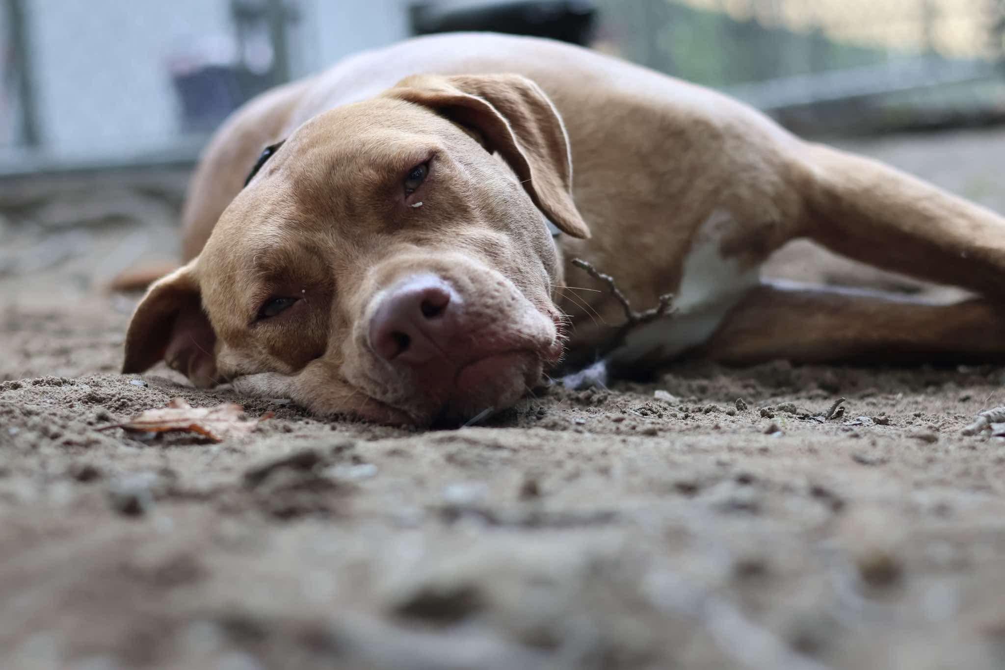 Weldon , a Adoptable Mixed Breed in Argyle, NY image 6/6