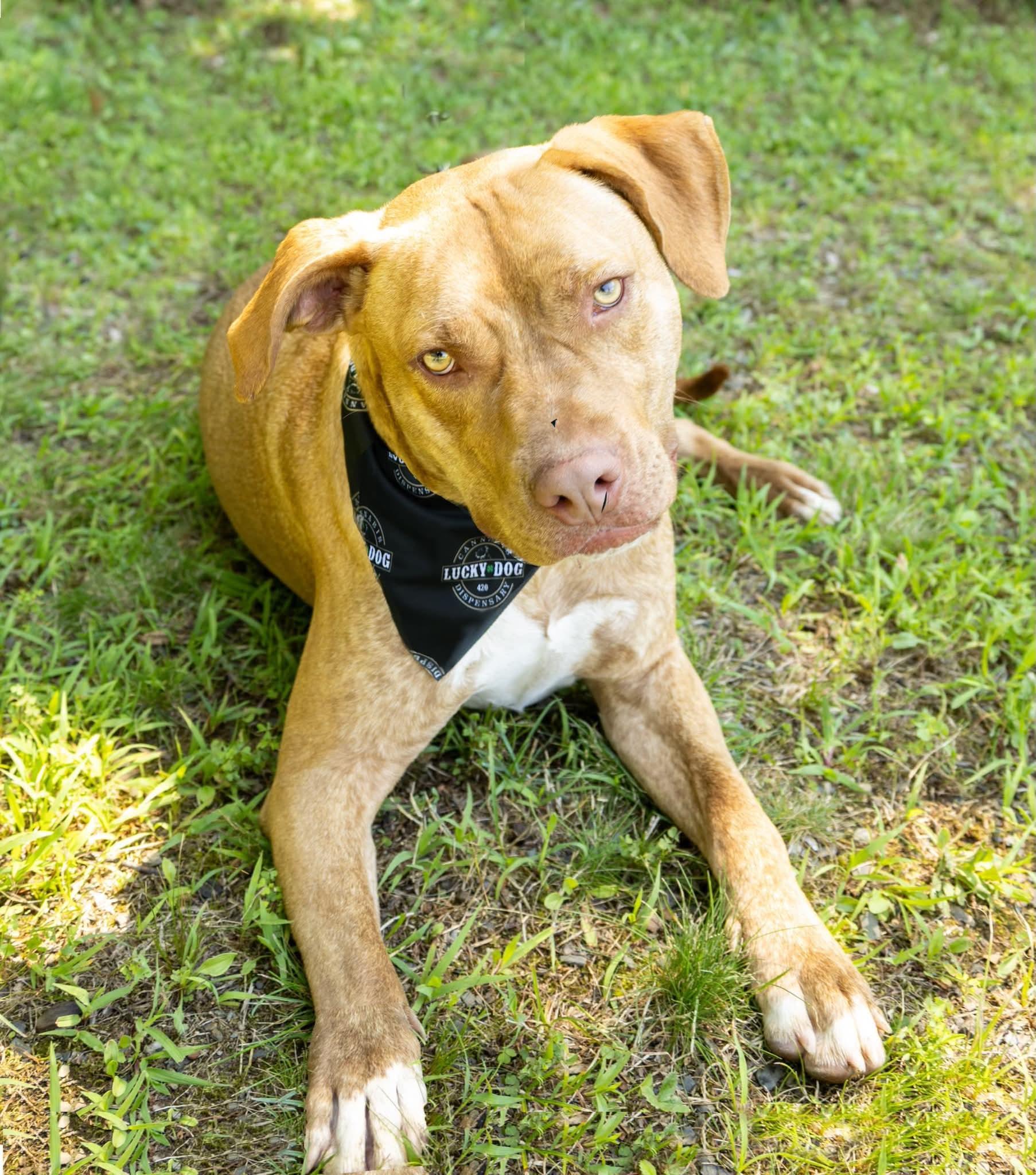 Weldon , a Adoptable Mixed Breed in Argyle, NY image 2/6