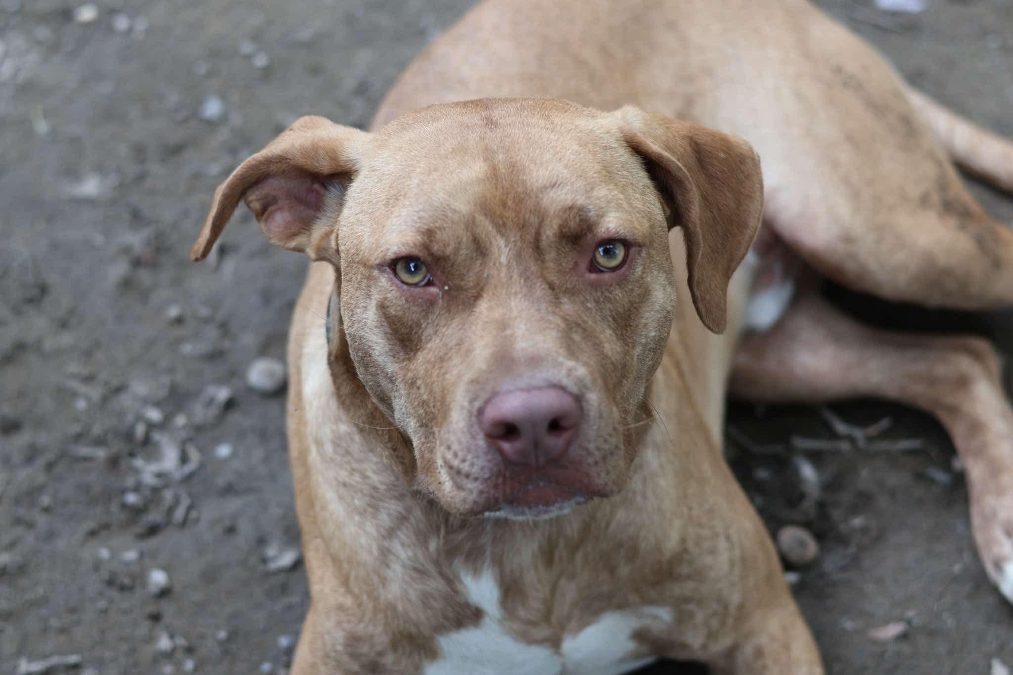 Weldon , Adoptable, Young Male Mixed Breed.