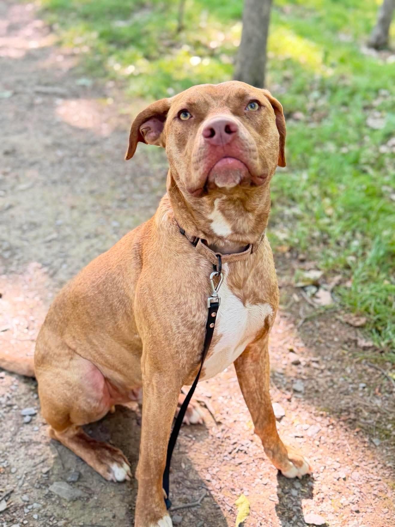 Weldon , Adoptable, Young Male Mixed Breed.