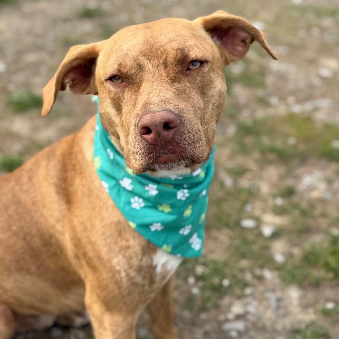 Weldon , a Adoptable Mixed Breed in Argyle, NY image 3/6