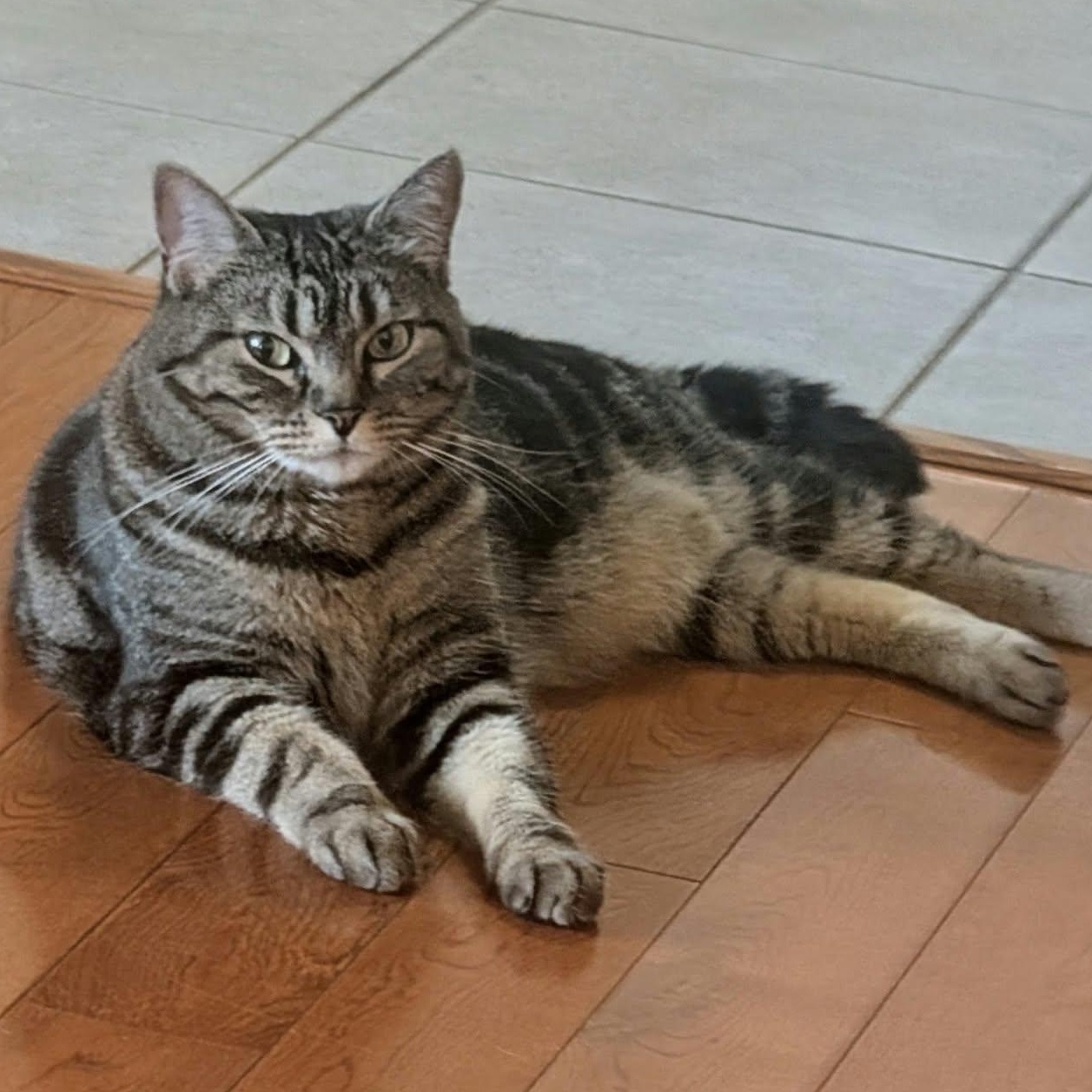 Enlarge Trixie & Suzan, a Adopted Domestic Short Hair in Campbell River, BC image 6/6