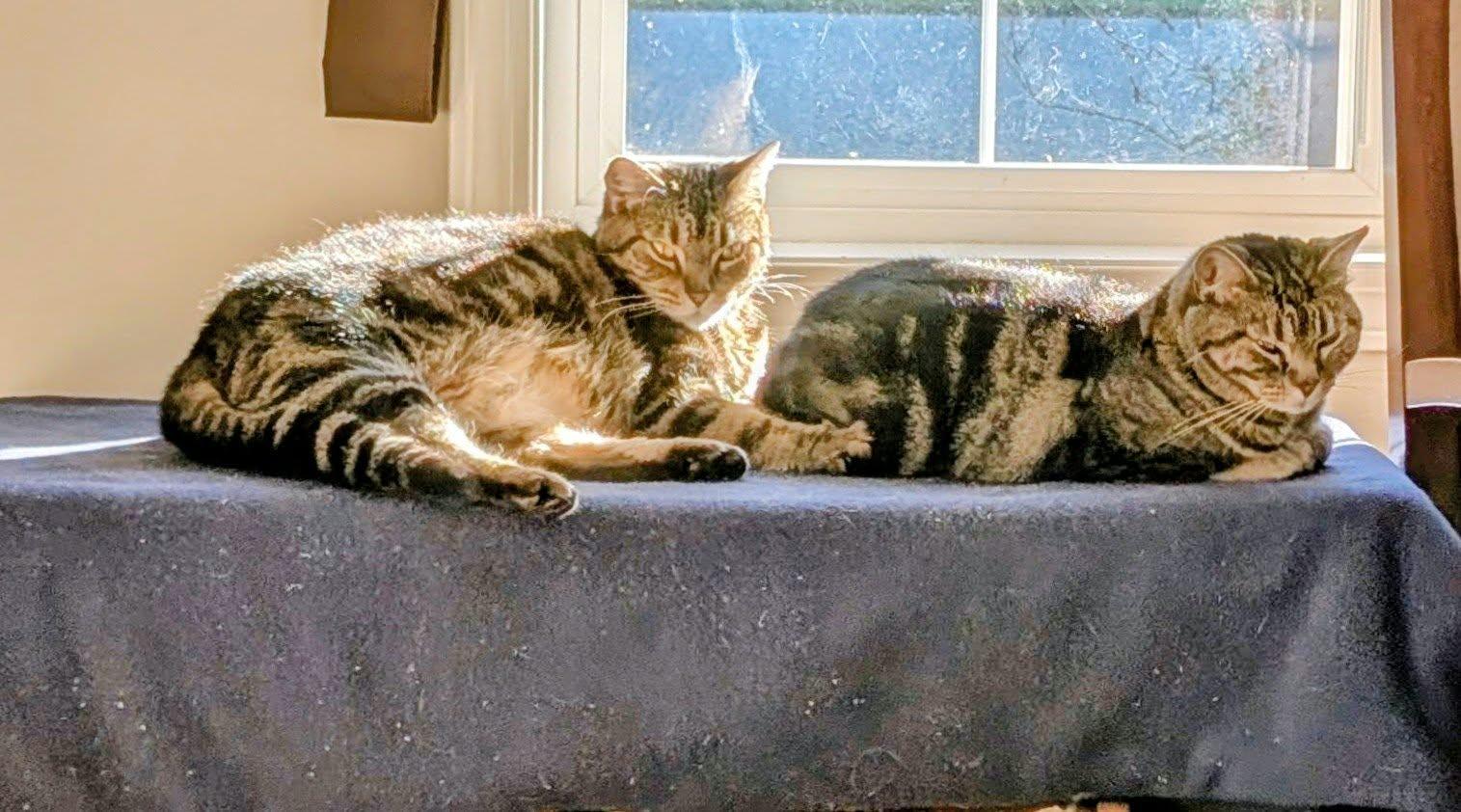 Enlarge Trixie & Suzan, a Adopted Domestic Short Hair in Campbell River, BC image 1/6