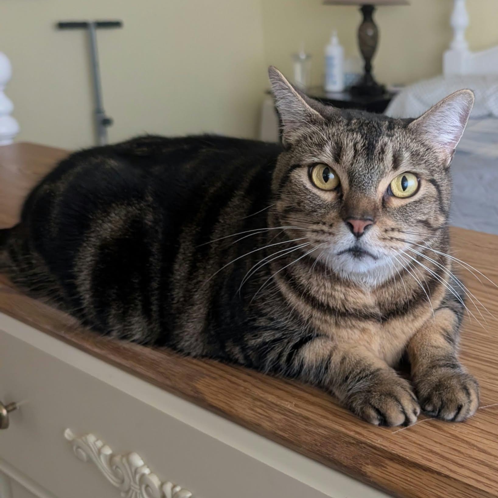 Enlarge Trixie & Suzan, a Adopted Domestic Short Hair in Campbell River, BC image 5/6