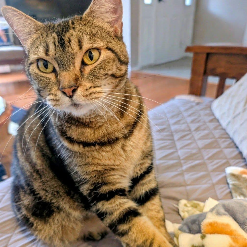 Enlarge Trixie & Suzan, a Adopted Domestic Short Hair in Campbell River, BC image 2/6