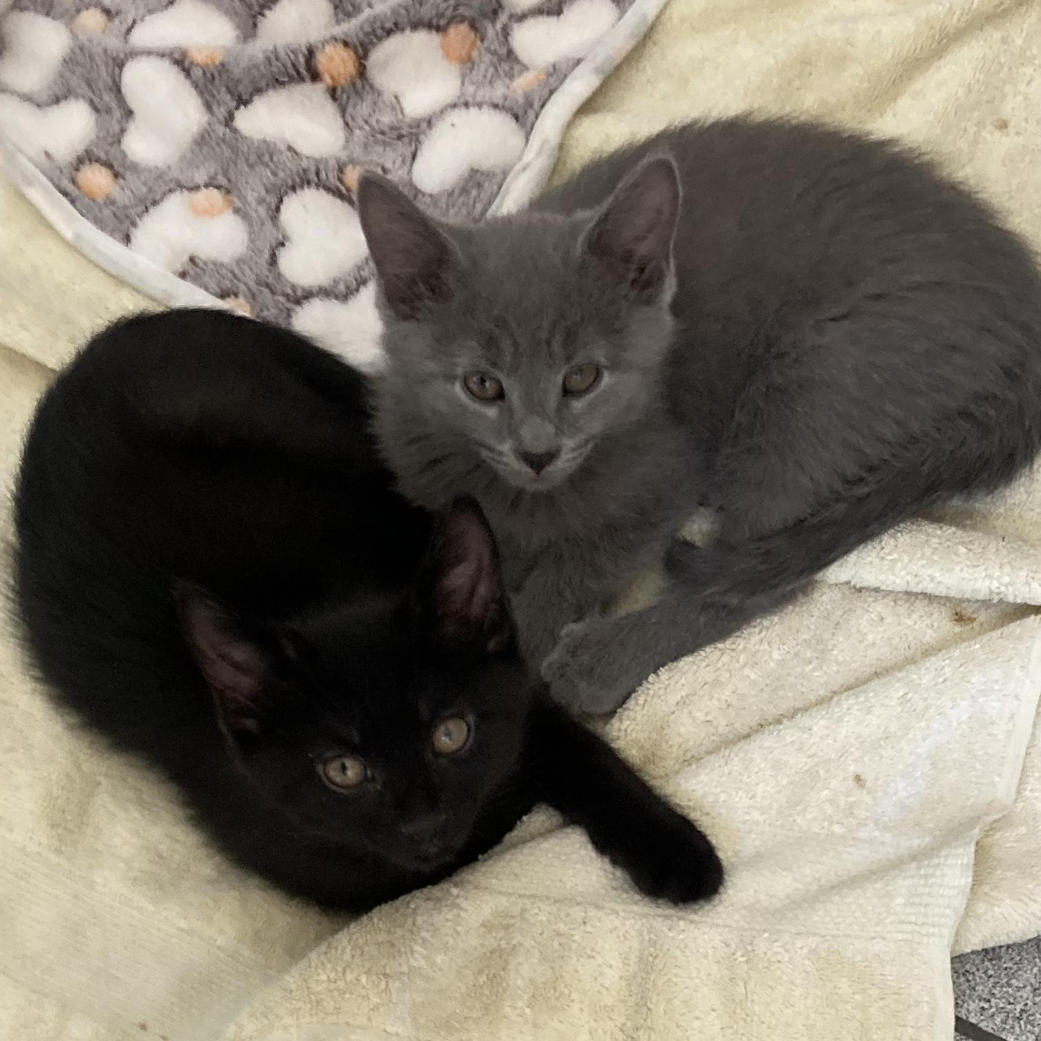 Enlarge Endo and Secret, a Adoptable mixed breed in New york, NY image 2/4