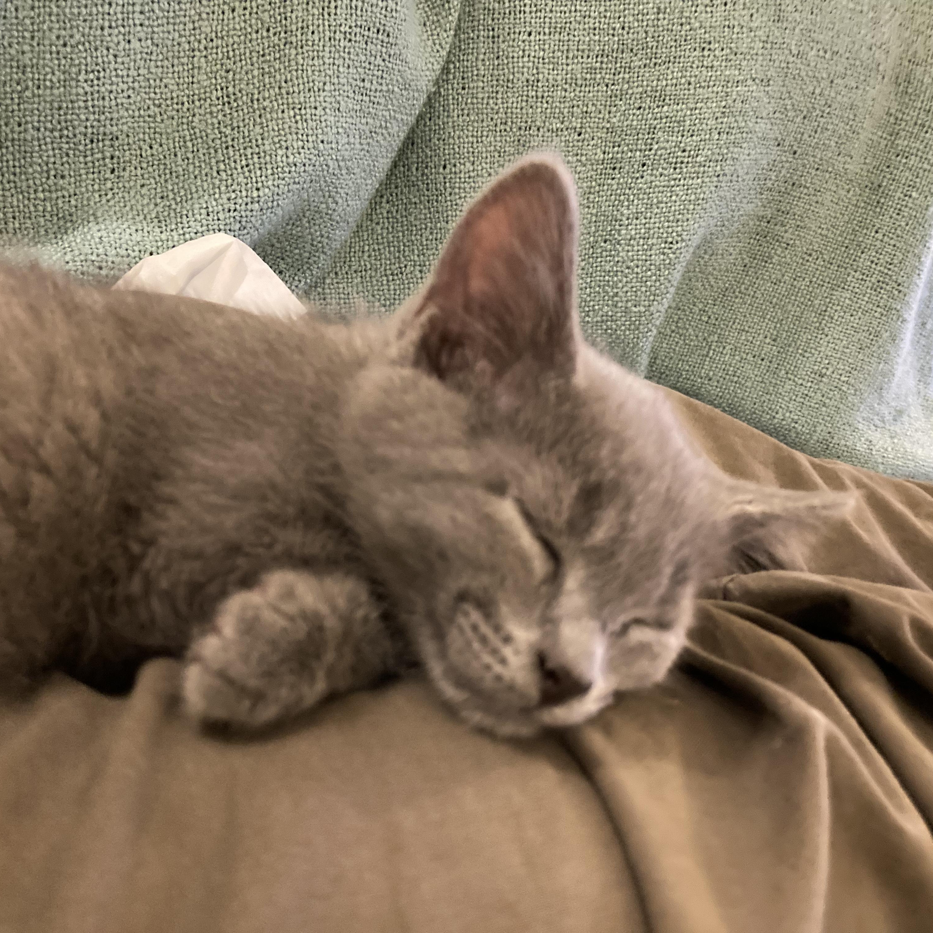 Enlarge Endo and Secret, a Adoptable mixed breed in New york, NY image 3/4