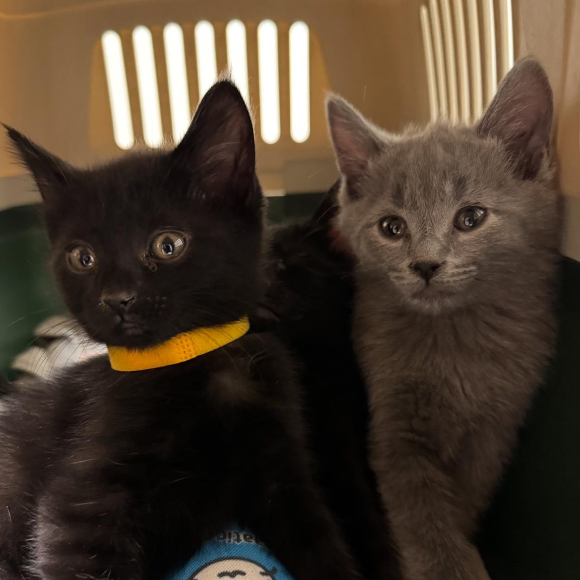 Endo and Secret, Adoptable, Kitten Male Domestic Short Hair.