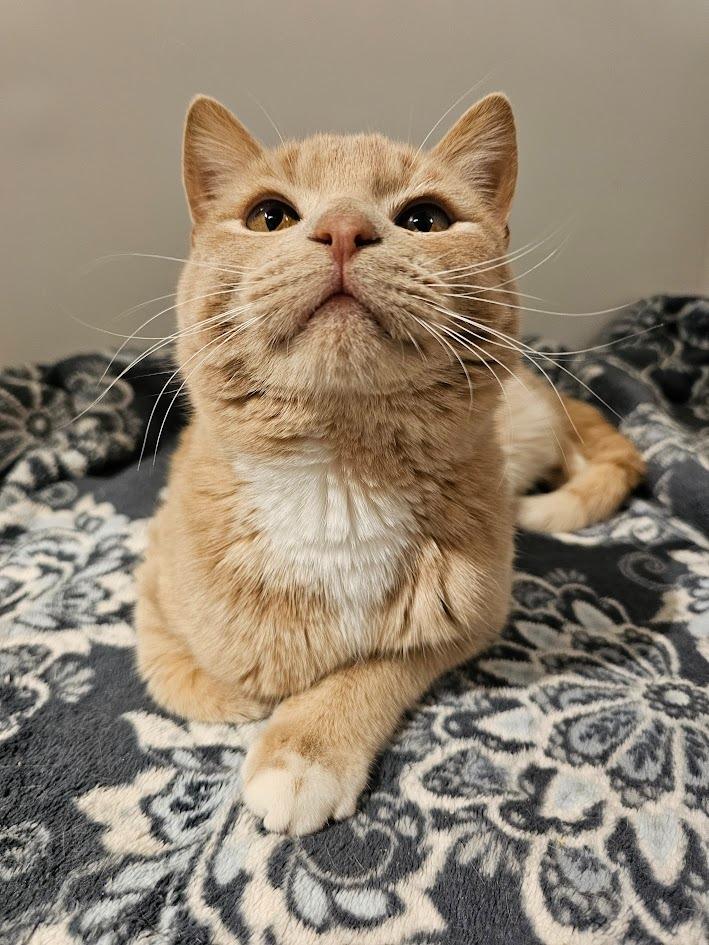 Peanut, Adoptable, Young Male Domestic Short Hair.