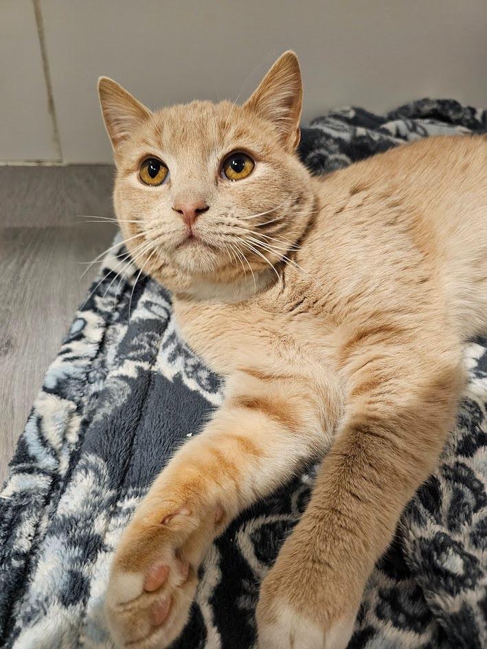 Enlarge Peanut, a Adoptable mixed breed in St. Cloud, MN image 2/3