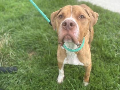 Kanen, Adoptable, Adult Male Pit Bull Terrier.