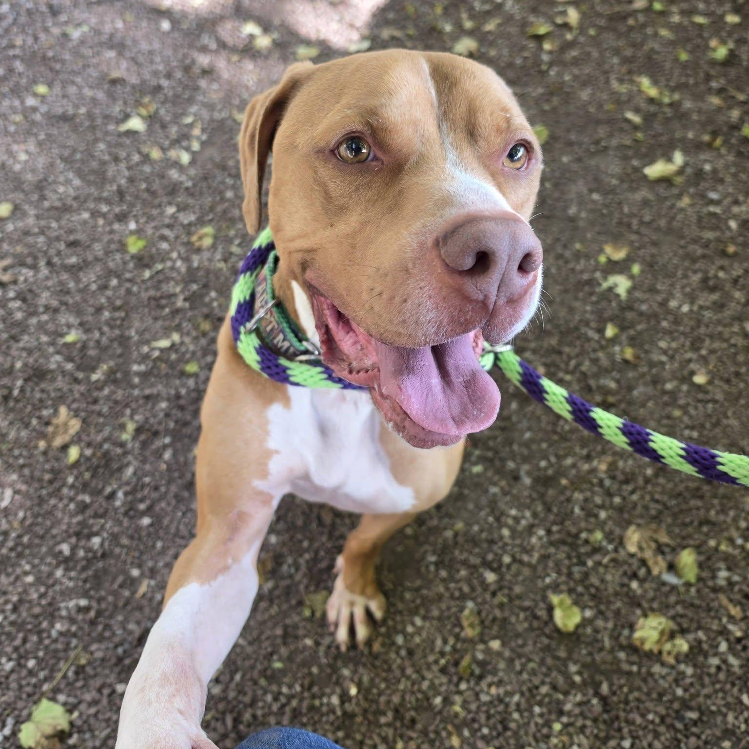 Enlarge Kanen, a Adoptable Pit Bull Terrier in Philadelphia, PA image 1/3