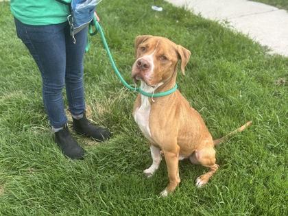 Kanen, a Adoptable Pit Bull Terrier in Philadelphia, PA image 2/3