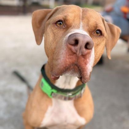 Enlarge Kanen, a Adoptable Pit Bull Terrier in Philadelphia, PA image 2/3