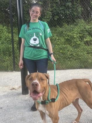 Kanen, a Adoptable Pit Bull Terrier in Philadelphia, PA image 3/3