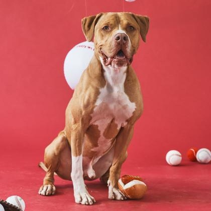 Enlarge Kanen, a Adoptable Pit Bull Terrier in Philadelphia, PA image 3/3