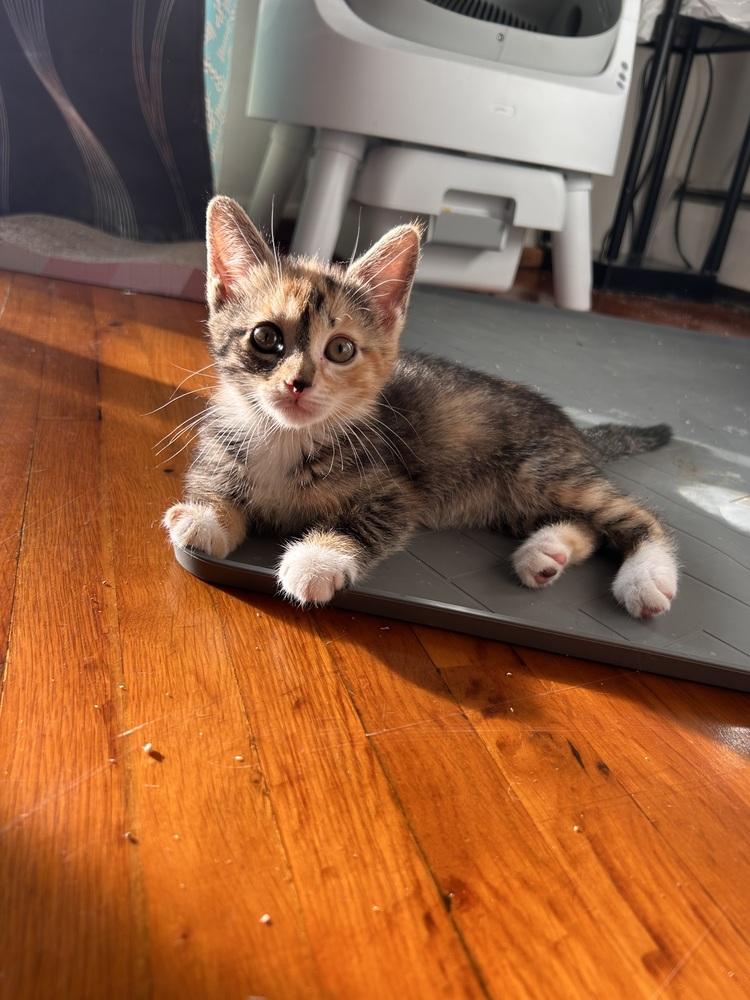 Emily, Adoptable, Kitten Female Domestic Short Hair.