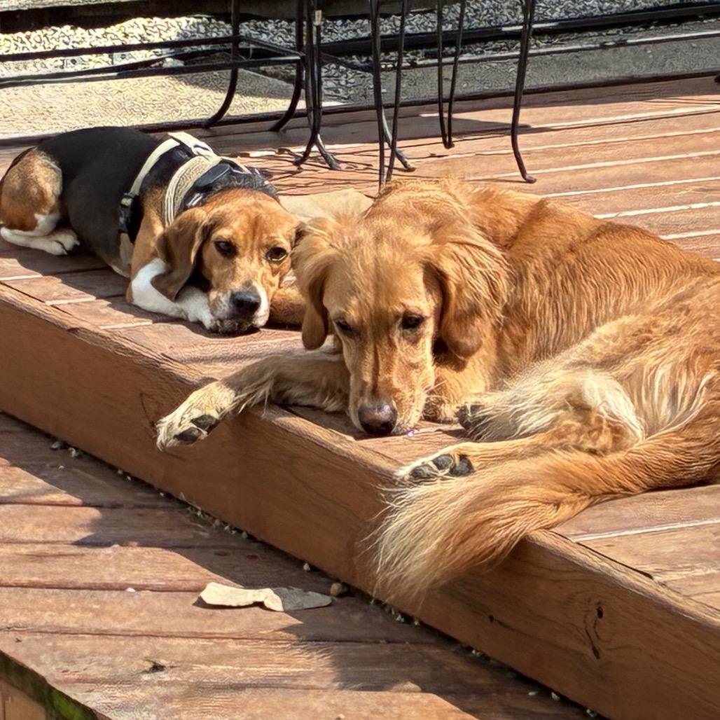 Enlarge Browning, a Adoptable Beagle in Chicago, IL image 3/6