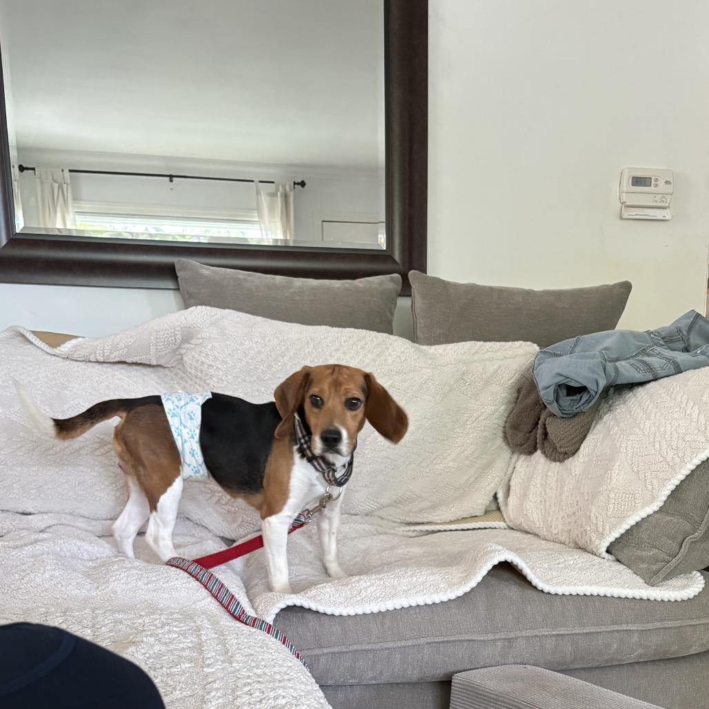 Browning, a ADOPTABLE Beagle in Chicago, IL image 4/6