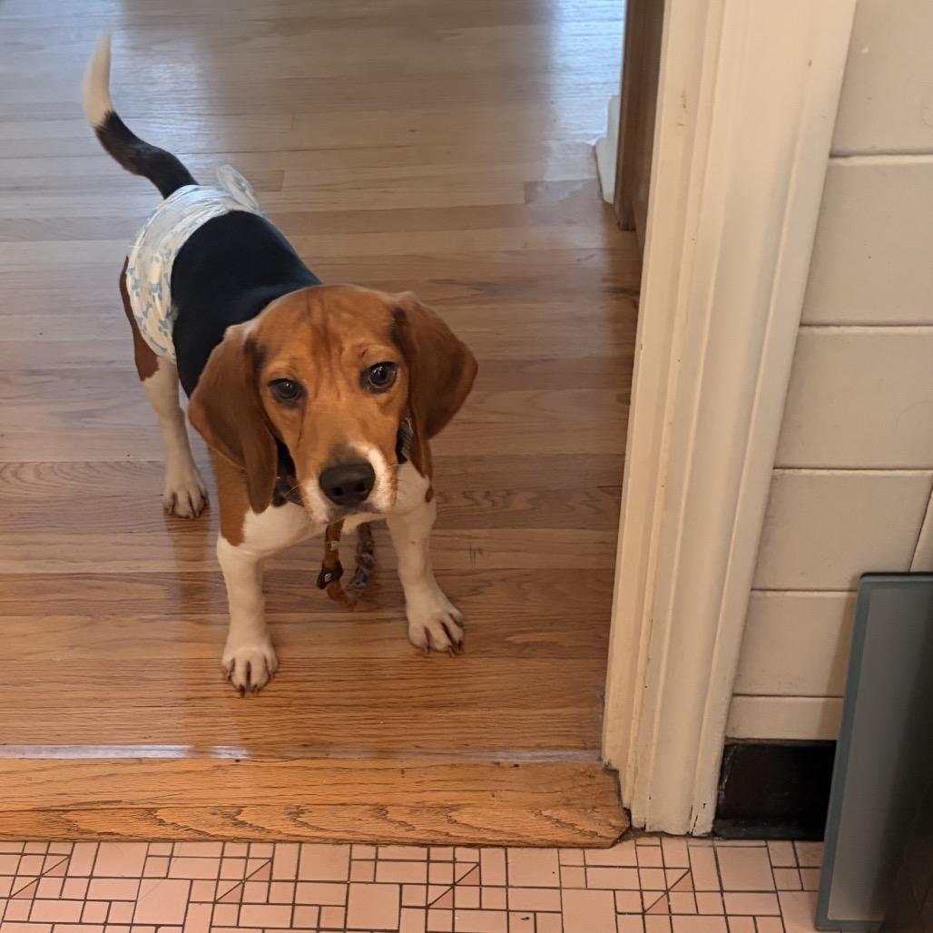 Browning, a ADOPTABLE Beagle in Chicago, IL image 2/6