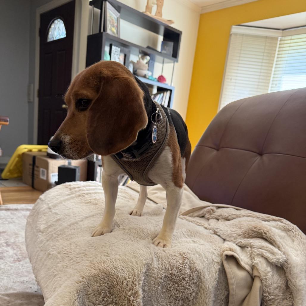 Browning, a ADOPTABLE Beagle in Chicago, IL image 6/6