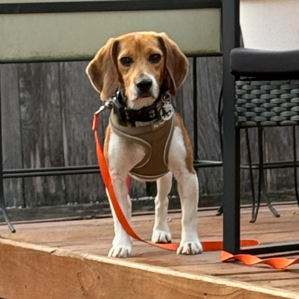 Browning, ADOPTABLE, Adult Male Beagle.
