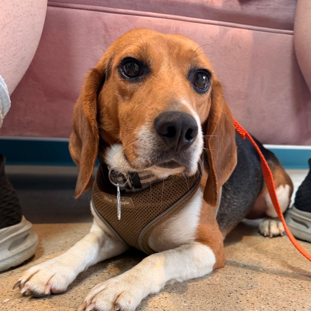 Enlarge Browning, a Adoptable Beagle in Chicago, IL image 1/6