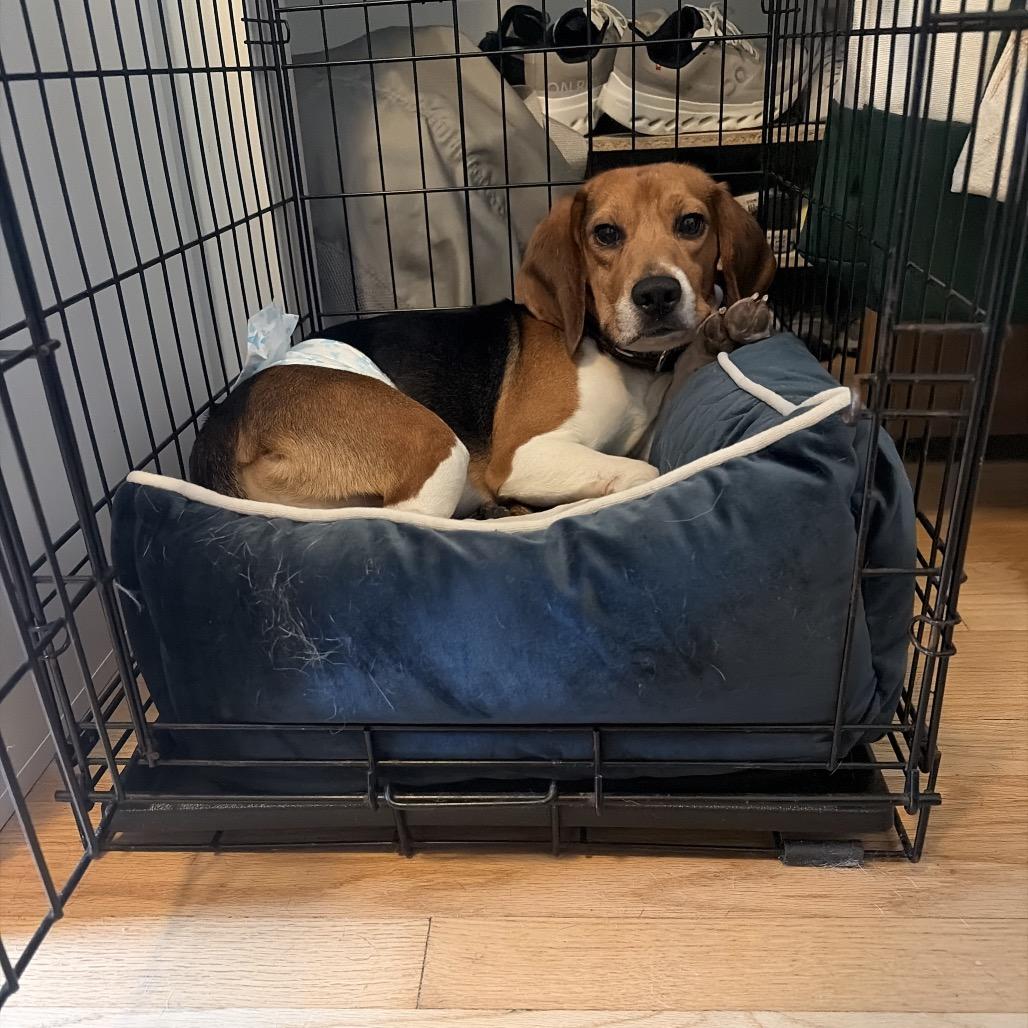 Browning, a ADOPTABLE Beagle in Chicago, IL image 5/6
